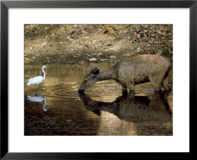 Sambar, Drinking, India by Patricio Robles Gil Pricing Limited Edition Print image