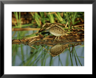 Common Snipe, Sinaloa, Mexico by Patricio Robles Gil Pricing Limited Edition Print image