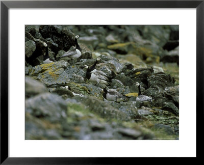 Barnacle Geese, Adults With Young, Arctic by Patricio Robles Gil Pricing Limited Edition Print image