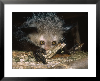 Aye-Aye, Salem Nosing Bark On Branch, Duke University Primate Center by David Haring Pricing Limited Edition Print image