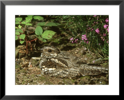 Nightjar, Caprimulgus Europaeus, Adult Incubating Eggs by Mark Hamblin Pricing Limited Edition Print image