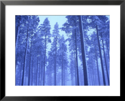 Scots Pines, Coniferous Woodland In Winter Strathspey, Scotland by Mark Hamblin Pricing Limited Edition Print image