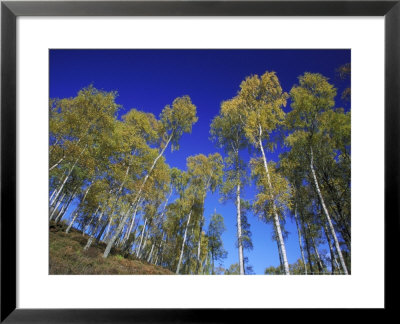 Silver Birches, Strathspey, Scotland by Mark Hamblin Pricing Limited Edition Print image