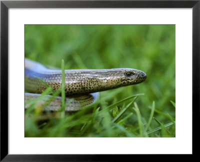 Slow Worm by Mark Hamblin Pricing Limited Edition Print image