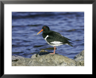 Oystercatcher, Adult Standing On Rock, Scotland by Mark Hamblin Pricing Limited Edition Print image
