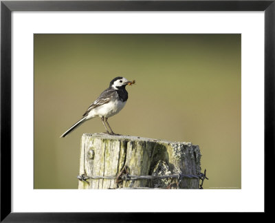 Pied Wagtail, Adult, Perched On Strainer Post, Scotland by Mark Hamblin Pricing Limited Edition Print image