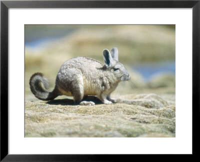 Viscacha, Lagidium Viscacia, Lauca National Park, Chile by Mark Jones Pricing Limited Edition Print image