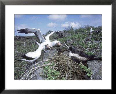 Nazca Booby & Great Frigatebird, Interaction, Galapagos by Mark Jones Pricing Limited Edition Print image