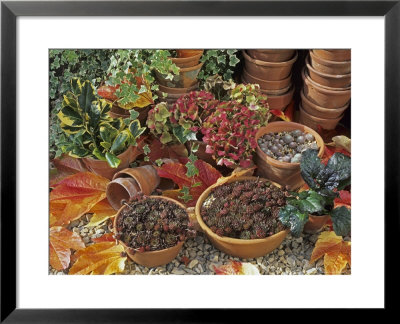 Autumn Pots In Garden by Geoff Kidd Pricing Limited Edition Print image
