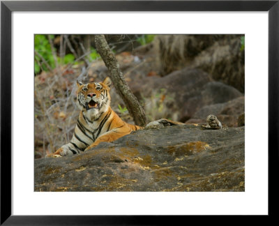 Bengal Tiger, Female On Rock, Madhya Pradesh, India by Elliott Neep Pricing Limited Edition Print image