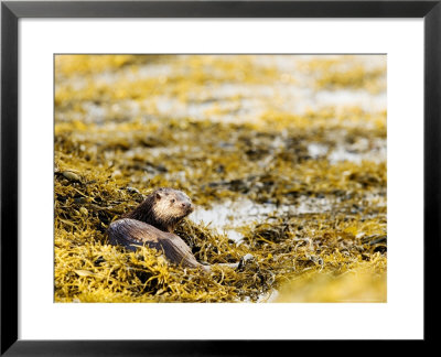 European Otter, Female Lying On Seaweed, Scotland by Elliott Neep Pricing Limited Edition Print image