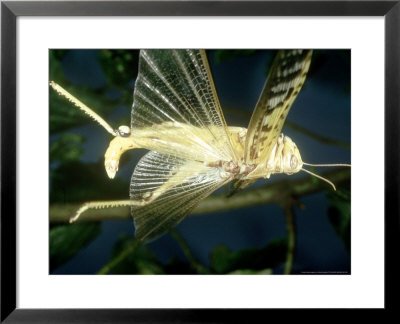 Desert Locust, Male In Flight by Oxford Scientific Pricing Limited Edition Print image