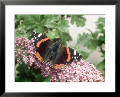 Red Admiral Butterfly, Vanessa Atalanta by Oxford Scientific Pricing Limited Edition Print image