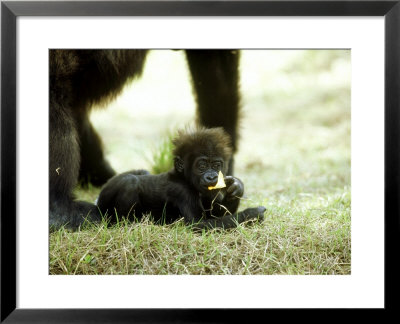 Gorilla, Baby Eating, Usa by Stan Osolinski Pricing Limited Edition Print image