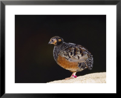 Chestnut-Bellied Hill Partridge, Zoo Animal by Stan Osolinski Pricing Limited Edition Print image