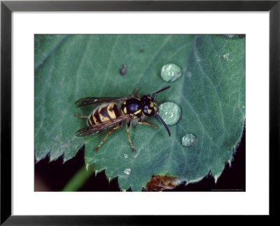 Common Wasp, Worker Drinking From Raindrop On Leaf, Middlesex, Uk by O'toole Peter Pricing Limited Edition Print image