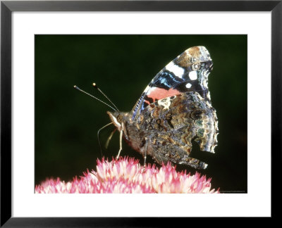 Red Admiral, Feeding On Sedum, Uk by Richard Packwood Pricing Limited Edition Print image