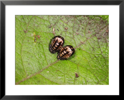 10-Spot Ladybird, Pupae, Cambridgeshire, Uk by Keith Porter Pricing Limited Edition Print image