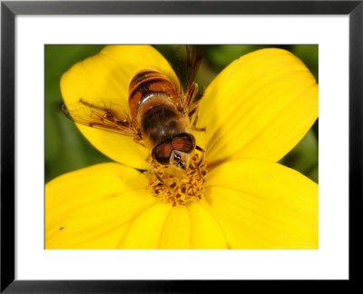 Hoverfly, Adult Feeding On Yellow Flower, Cambridgeshire, Uk by Keith Porter Pricing Limited Edition Print image