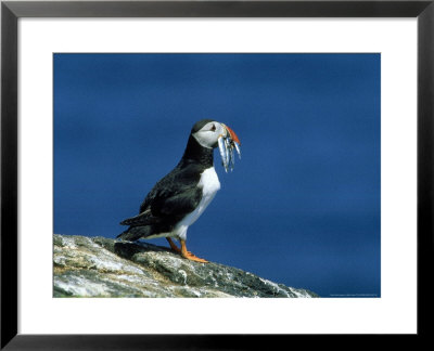 Puffin, With Sandeels, Scotland by Mike Powles Pricing Limited Edition Print image