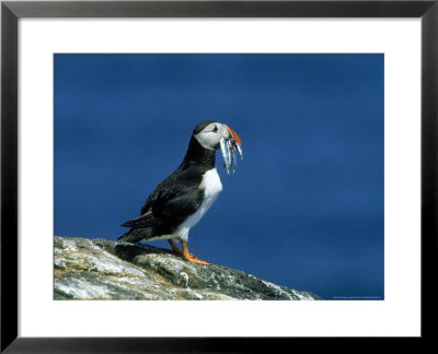 Puffin, With Sandeels, Scotland by Mike Powles Pricing Limited Edition Print image