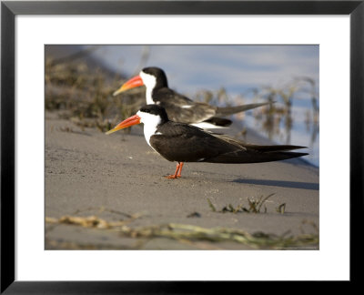 African Skimmer, Pair, Bostwana by Mike Powles Pricing Limited Edition Print image