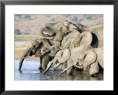 African Elephant, Family Drinking, Botswana by Mike Powles Pricing Limited Edition Print image