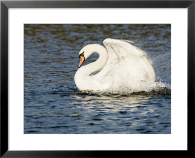 Mute Swan, Splashing During Bathing, Uk by Mike Powles Pricing Limited Edition Print image