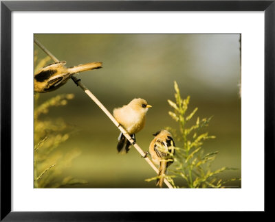 Bearded Tit, Juvenile In Group In Reedbed, Uk by Mike Powles Pricing Limited Edition Print image