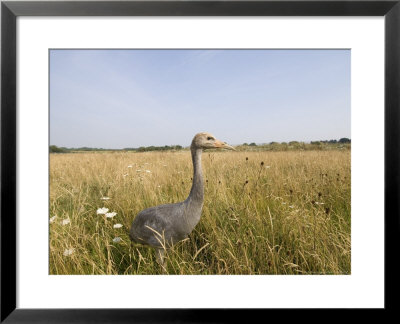 Common Crane, Young Bird (13 Weeks Old) In Grassland, Uk by Mike Powles Pricing Limited Edition Print image