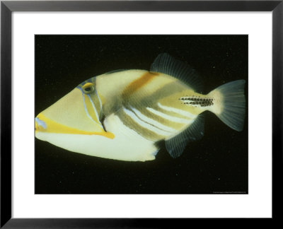Black-Barred Triggerfish, Rhinecanthus Aculeatus by Philippe Poulet Pricing Limited Edition Print image