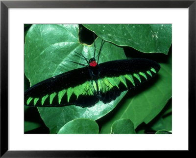 Rajah Brookes Birdwing, Borneo by Partirdge Films Ltd. Pricing Limited Edition Print image