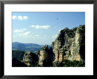 Griffon Vulture Soaring Near Nest Site, Spain by Chris Sharp Pricing Limited Edition Print image