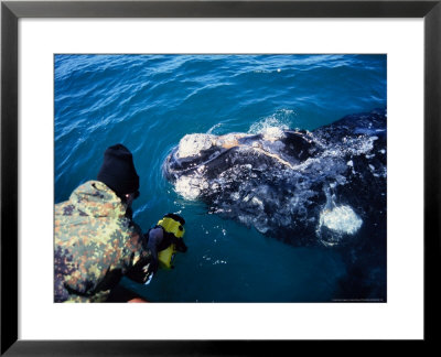 Southern Right Whale, With Boat, Valdes Peninsula by Gerard Soury Pricing Limited Edition Print image
