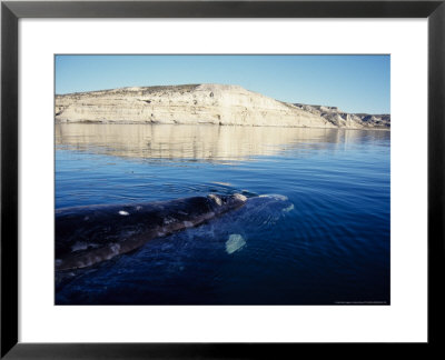 Southern Right Whale, Below Surfac, Valdes Peninsula by Gerard Soury Pricing Limited Edition Print image