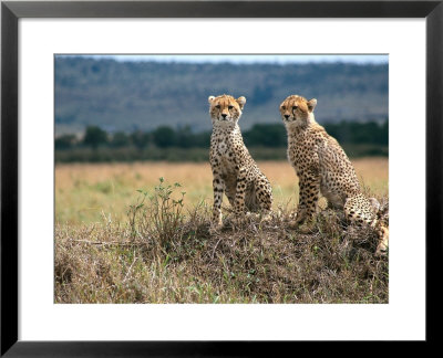 Cheetah Cubs, Masai Mara, Kenya by Michele Burgess Pricing Limited Edition Print image