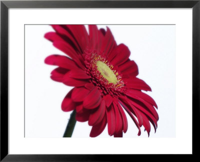 Red Flower On White Background by Jim Mcguire Pricing Limited Edition Print image