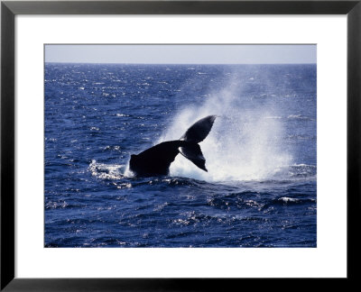 Humpback Whale, Lobtailing, Sea Of Cortez by Gerard Soury Pricing Limited Edition Print image
