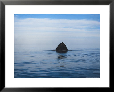 Blue Whale, Feeding Upside Down, Sea Of Cortez by Gerard Soury Pricing Limited Edition Print image