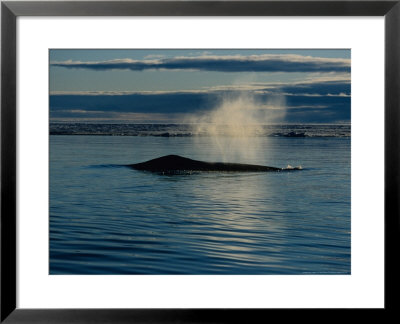 Bowhead Whale, With Ice Floe, Nuvavet, Canada by Gerard Soury Pricing Limited Edition Print image