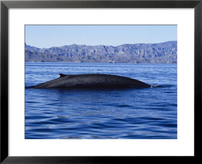 Fin Whale, Female Arching Back, Sea Of Cortez by Gerard Soury Pricing Limited Edition Print image