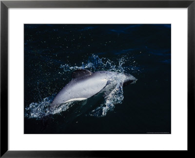 Hectors Dolphins, Porpoising, New Zealand by Gerard Soury Pricing Limited Edition Print image