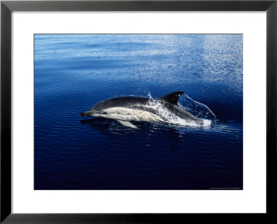 Short-Nosed Common Dolphin, Porpoising, Portugal by Gerard Soury Pricing Limited Edition Print image