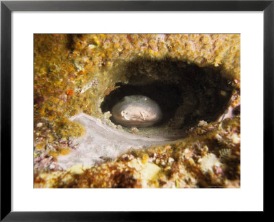 Blind Shark, Hiding, Australia by Gerard Soury Pricing Limited Edition Print image