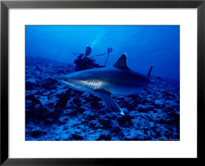 Silvertip Shark, With Diver, Polynesia by Gerard Soury Pricing Limited Edition Print image