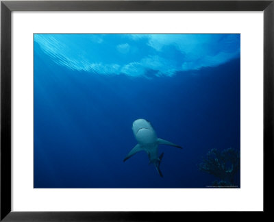 Dagsit Shark, Swimming, Polynesia by Gerard Soury Pricing Limited Edition Print image