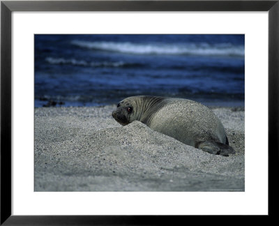 Southern Elephant Seal, Juvenile, Argentina by Gerard Soury Pricing Limited Edition Print image