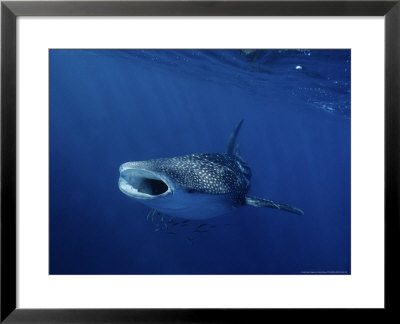 Whale Shark, Feeding, Australia by Gerard Soury Pricing Limited Edition Print image
