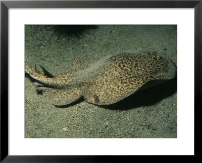 Atlantic Marbled Ray, Swimming, Canary Islands, Atlantic Ocean by Gerard Soury Pricing Limited Edition Print image