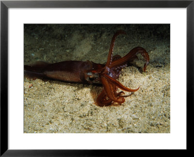 Sand Squid, Cuba, Atlantic Ocean by Gerard Soury Pricing Limited Edition Print image